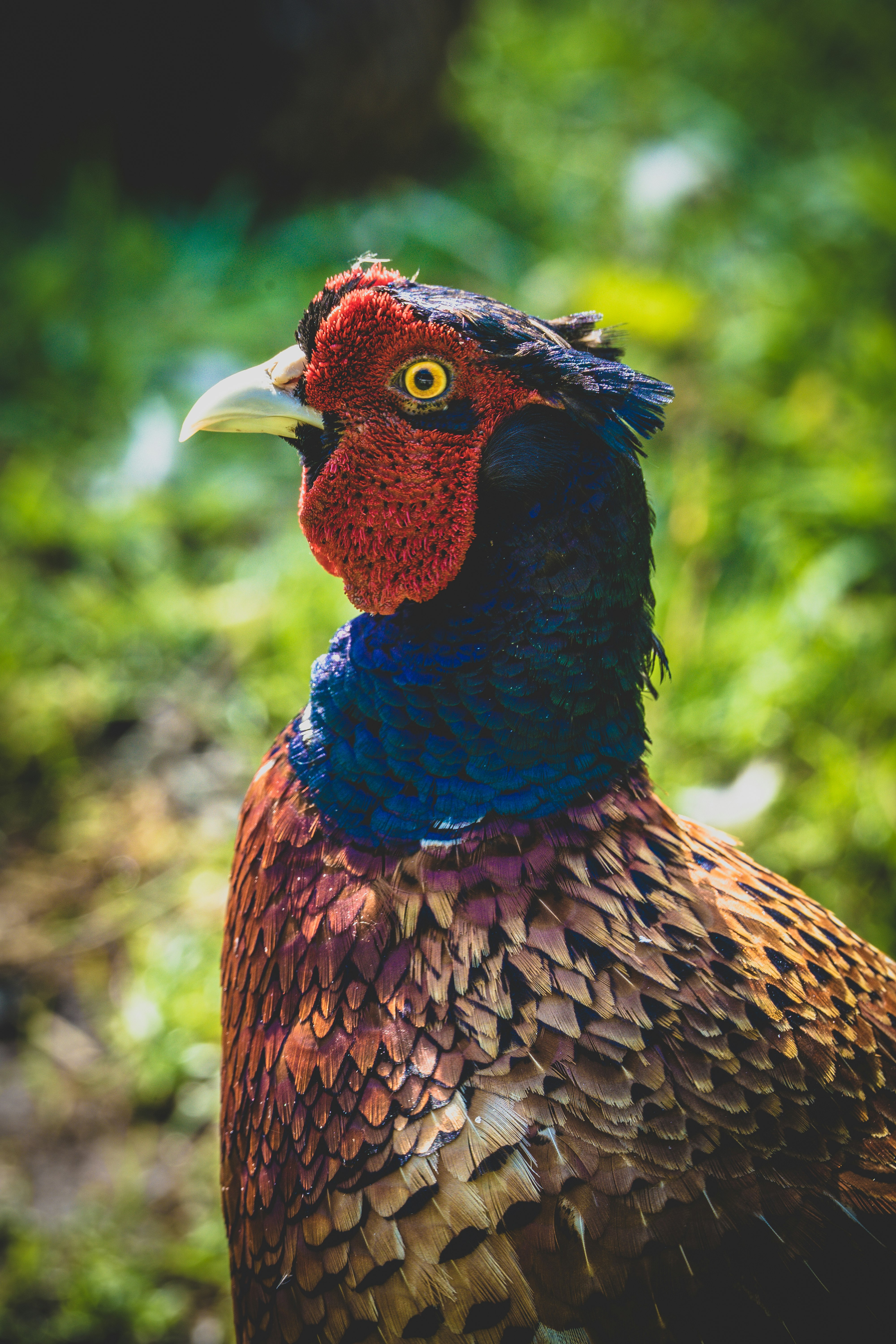 brown and blue peacock in close up photography